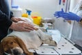 veterinarian examines a dog& x27;s suture after surgery. seam treated with silver or aluminum spray. Healing dog belly after