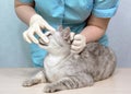 Veterinarian examines the eyes of a sick cat