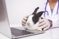 A veterinarian examines the health of a black and white rabbit.