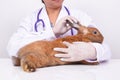 A veterinarian examines the health of the little brown rabbit.