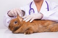 A veterinarian examines the health of the little brown rabbit.