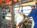 Veterinarian examines and initiates artificial insemination work on a Nelore cow on a farm, in the municipality of Londrina