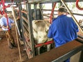 Veterinarian examines and initiates artificial insemination work on a Nelore cow on a farm, in the municipality of Londrina