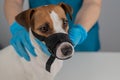 A veterinarian examines a Jack Russell Terrier dog wearing a cloth muzzle.