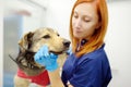 Veterinarian examines a large dog in veterinary clinic. Vet doctor applied a medical bandage for pet during treatment after the Royalty Free Stock Photo