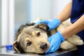 Veterinarian examines a large dog in veterinary clinic. Vet doctor applied a medical bandage for pet during treatment after the Royalty Free Stock Photo