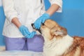Veterinarian examines the mouth and teeth of a red Corgi dog with a dental mirror