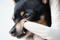 Veterinarian examines the teeth of a small black dog of the Russian Toy Terrier breed ,dog teeth with tartar close-up