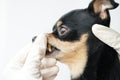 Veterinarian examines the teeth of a small black dog of the Russian Toy Terrier breed ,dog teeth with tartar close-up