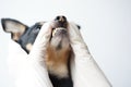 Veterinarian examines the teeth of a small black dog of the Russian Toy Terrier breed ,dog teeth with tartar close-up