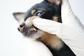 Veterinarian examines the teeth of a small black dog of the Russian Toy Terrier breed ,dog teeth with tartar close-up