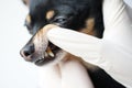 Veterinarian examines the teeth of a small black dog of the Russian Toy Terrier breed ,dog teeth with tartar close-up