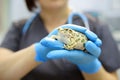 Veterinarian examines a toad in a veterinary clinic. Exotic animals. Health of pet. Animal care