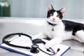 Pet health checkup Royalty Free Stock Photo