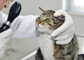 Veterinarian examining a cat