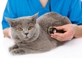 Veterinarian examining a cat. isolated on white background Royalty Free Stock Photo