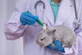 Veterinarian is examining and cleaning rabbit ear with cotton buds