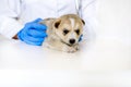 Veterinarian examining a cute dog in medical office.Pet care in veterinary clinic. Hands of a young specialist.Mongrel, purebred Royalty Free Stock Photo