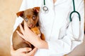 Veterinarian examining a cute dog