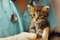 veterinarian examining cute kitten at pet clinic Royalty Free Stock Photo