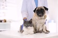 Veterinarian examining cute pug dog and cat in clinic. Vaccination day