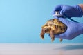 Veterinarian examining cute turtle in clinic close up