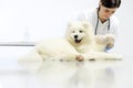 Veterinarian examining dog paw on table in vet clinic Royalty Free Stock Photo