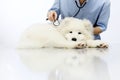 Veterinarian examining dog on table in vet clinic Royalty Free Stock Photo
