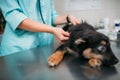 Veterinarian examining dog, veterinary clinic Royalty Free Stock Photo