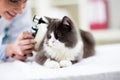 Veterinarian examining ear of kitten with otoscope