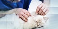 Veterinarian examining the ear of a sacred cat of burma, geometric pattern Royalty Free Stock Photo