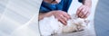 Veterinarian examining the ear of a sacred cat of burma. panoramic banner Royalty Free Stock Photo