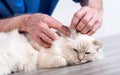 Veterinarian examining the ear of a sacred cat of burma Royalty Free Stock Photo