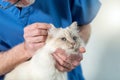 Veterinarian examining the ear of a sacred cat of burma Royalty Free Stock Photo