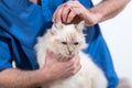 Veterinarian examining the ear of a sacred cat of burma Royalty Free Stock Photo