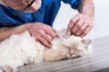 Veterinarian examining the ear of a sacred cat of burma Royalty Free Stock Photo