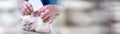 Veterinarian examining the ear of a sacred cat of burma. panoramic banner Royalty Free Stock Photo