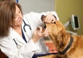 A Veterinarian Examining a Golden Retriever's Mouth Royalty Free Stock Photo