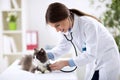 Veterinarian examining a kitten