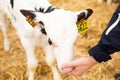 Doctor veterinarian examines the teeth of calf