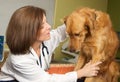A Veterinarian Examining a Nervous and Scared Dog