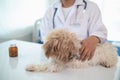 veterinarian is examining sick dogs so they can give you right medication and vaccinations to treat them. taking care of your pet Royalty Free Stock Photo