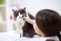 Veterinarian examining teeth of a cat while doing checkup Royalty Free Stock Photo