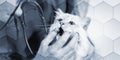 Veterinarian examining teeth of a sacred cat of burma, geometric pattern Royalty Free Stock Photo