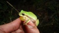 Veterinarian exotic handling frog in the nature. Veterinarian examining frog Closeup green tree frog in swamp at night. Close up