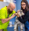 Veterinarian exploring the ear of a miniature schnauzer together with its owner Royalty Free Stock Photo