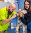 Veterinarian exploring the ear of a miniature schnauzer together with its owner Royalty Free Stock Photo