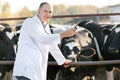 Veterinarian at farm cattle Royalty Free Stock Photo