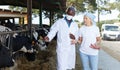 Veterinarian and farmer cows at farm