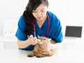 Veterinarian Feeding and healing the sick cat